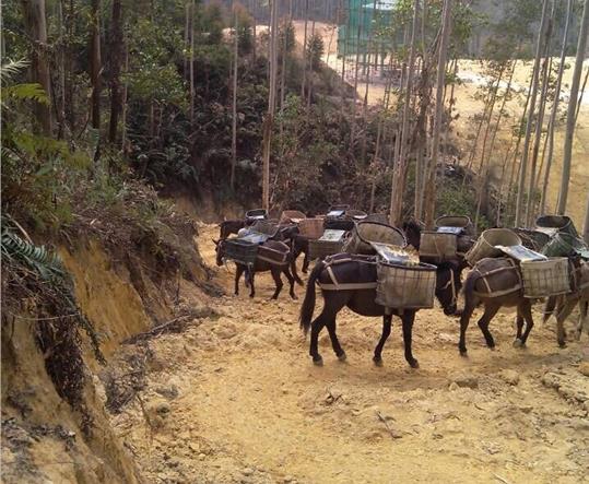 广西马帮山路运输