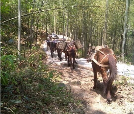 广西马帮运输电话