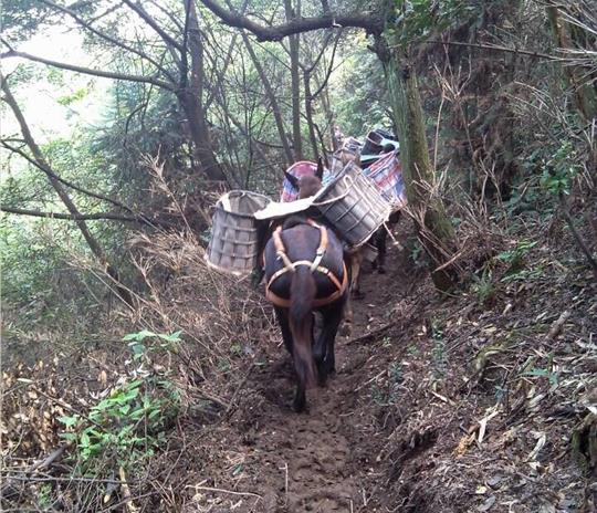 广西马帮运输公司