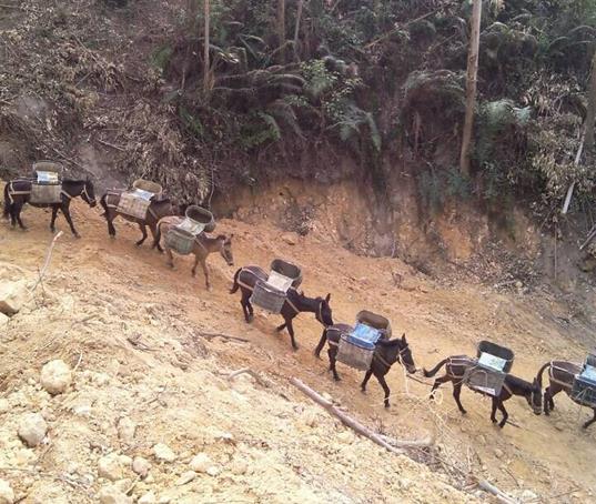 广西山路马帮运输