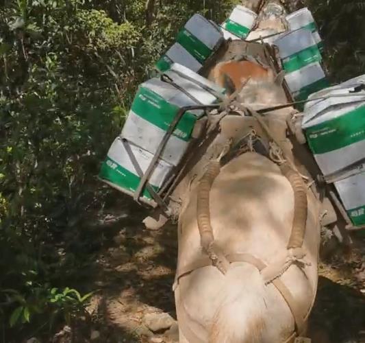 广西骡马山路运输