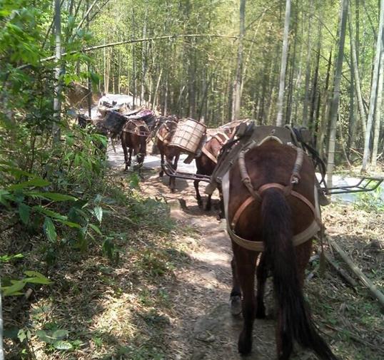 广西骡马运输公司