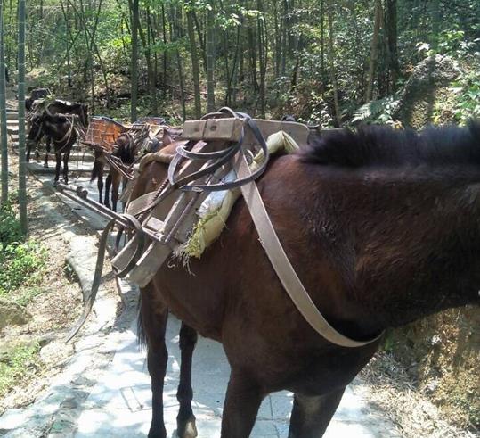 广西山路骡马运输
