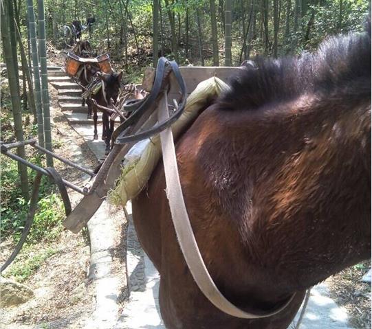 广西骡马队运输