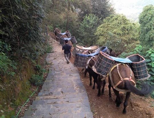 广西骡马运输电话