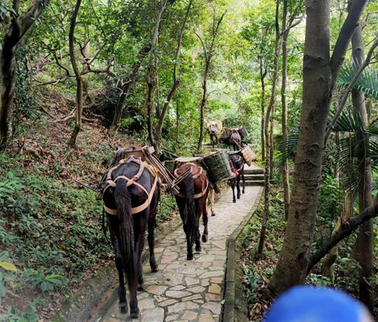 广西马队运输电话