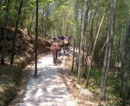 广西马队运输公司