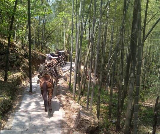 广西山路马队运输