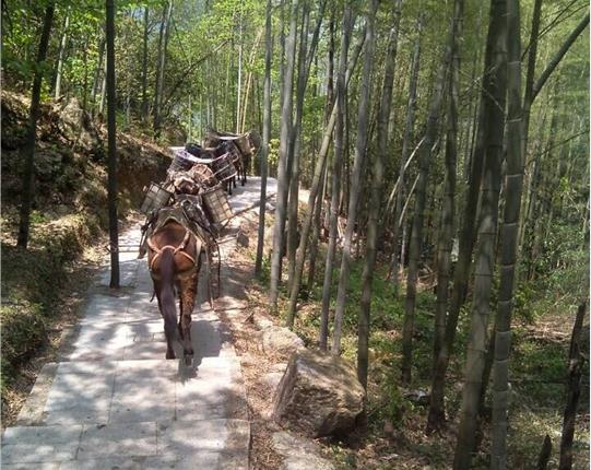 广西山区骡马运输