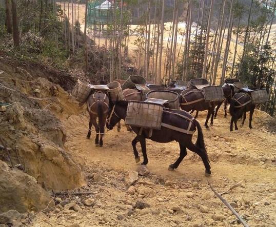 广西山区马队运输